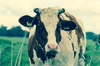 Fotografie Puur Natuur