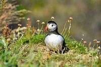 Papageientaucher Schottland