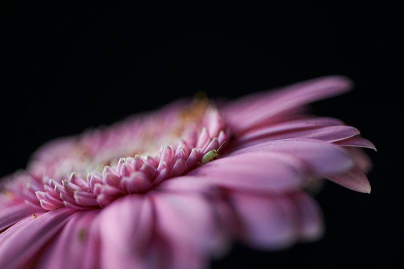 Grüner Grashüpfer von Arnold van West