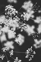 Schwarz-weiße Wildblumen im Regenbogenviertel von Almere | Naturfotografie in den Niederlanden