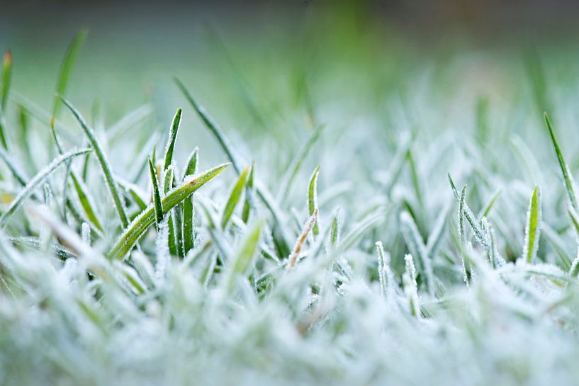 Afbeeldingsresultaat voor bevroren gras