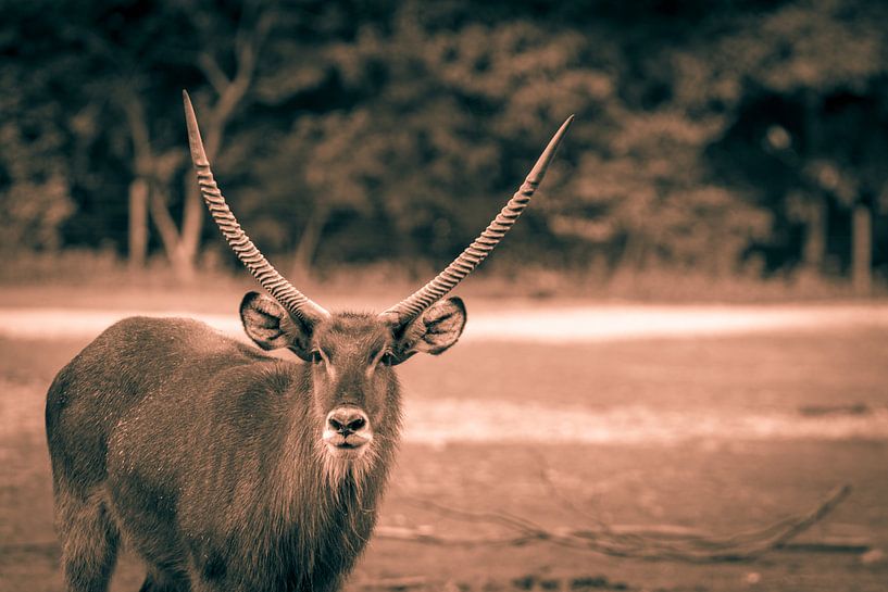 oogcontact par Bart Berendsen