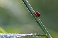 Marienkäfer (Coccinellidae) an einem kalten Morgen