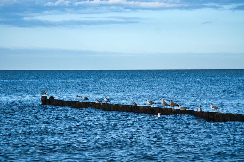 Des mouettes sur un épi au bord de la mer Baltique. par Martin Köbsch