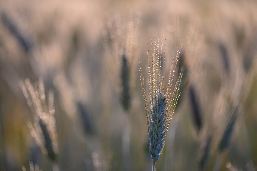 le grain scintillant par Tania Perneel