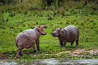 Hippopotames en difficulté