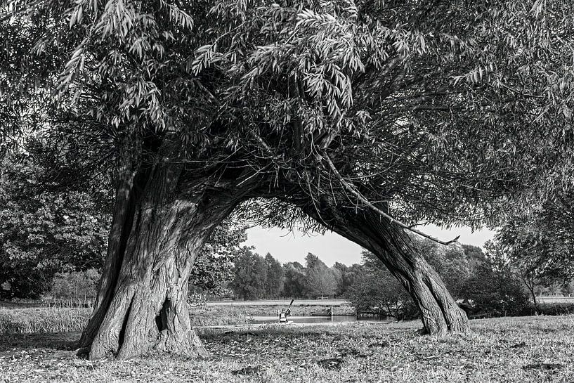 Canoéiste sous l'arche de l'arbre par Huub de Bresser