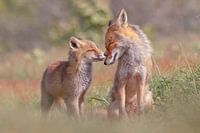 Foxy Love - Mutter und Fuchswelpe