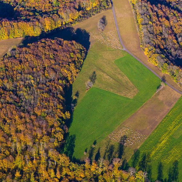 Schafherden auf der Schwäbischen Alb von Werner Dieterich