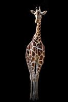 De giraffe op de zwarte achtergrond