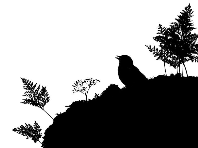 Chaffinch in the Fairy Forest by Olaf Karwisch