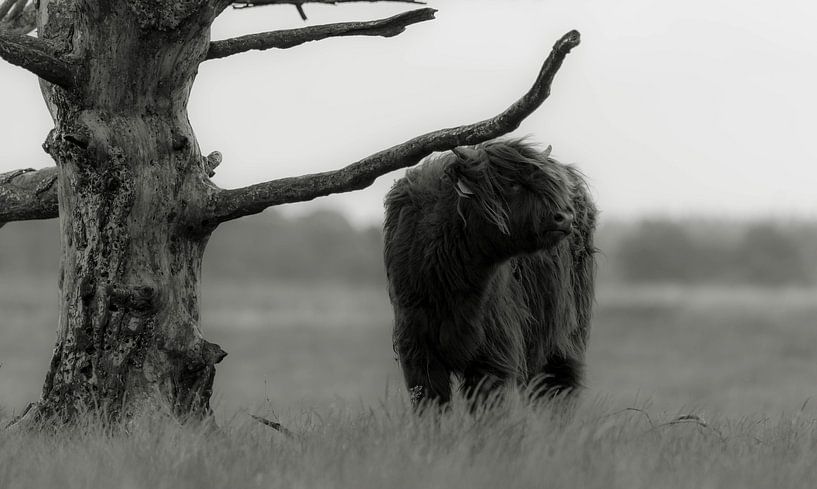 Schottischer Highlander 6 von Jan Peter Nagel