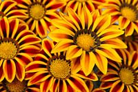 Bos Gerberas geel en rood