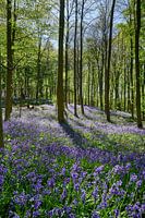 bloeiende bluebells in het bos