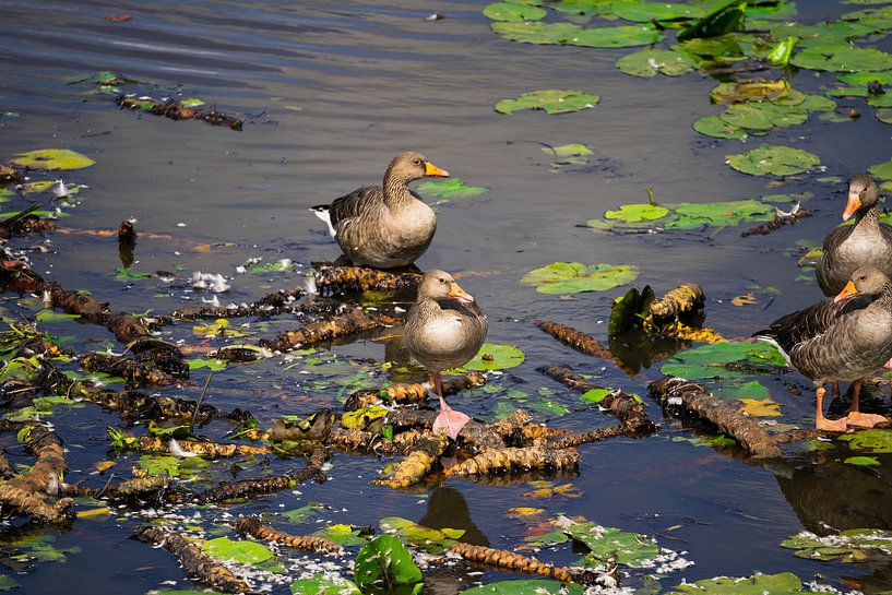 Oies domestiques dans les fosses des marais par Roel Timmermans