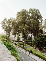 Ibiza | Die schöne grüne Umgebung von Ibiza-Stadt in Spanien