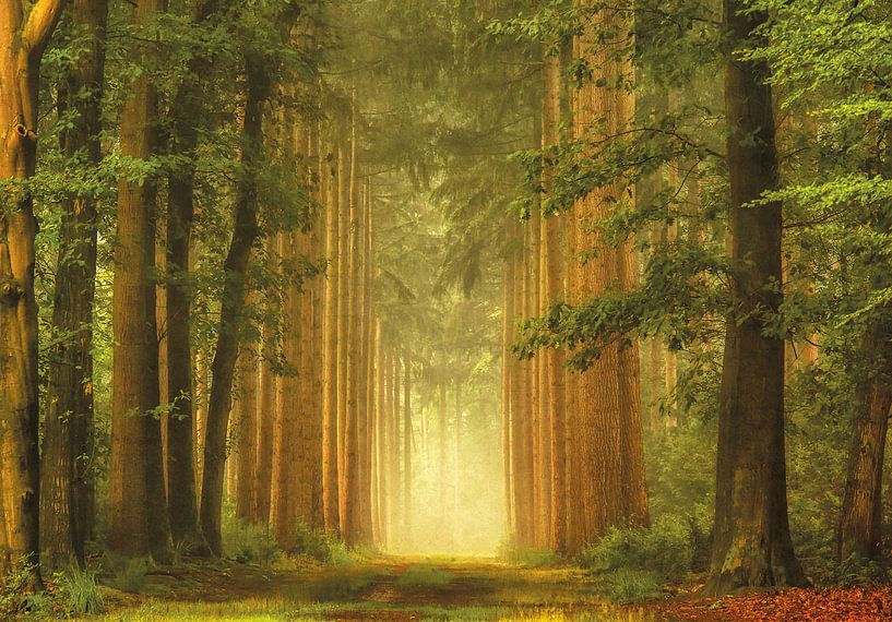 Das Portal, Gelderland von Lars van de Goor