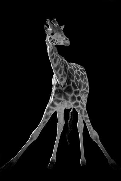 Giraffe Yoga in schwarz und weiß von By Marjolein Design