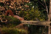 Attendre son tour Grive musicienne