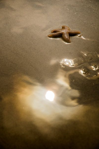 Étoile de mer dans la lumière dorée du soleil par Danny Slijfer Natuurfotografie