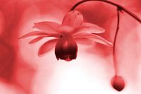 Laterne mit Spinne vintage rot