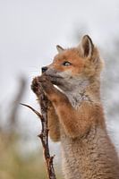 Voilà donc à quoi ressemble le monde à l'extérieur.....