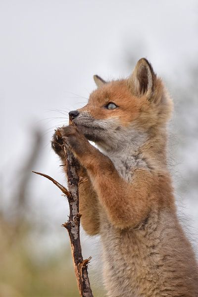 So sieht also die große Welt da draußen aus..... von Kirsten Geerts