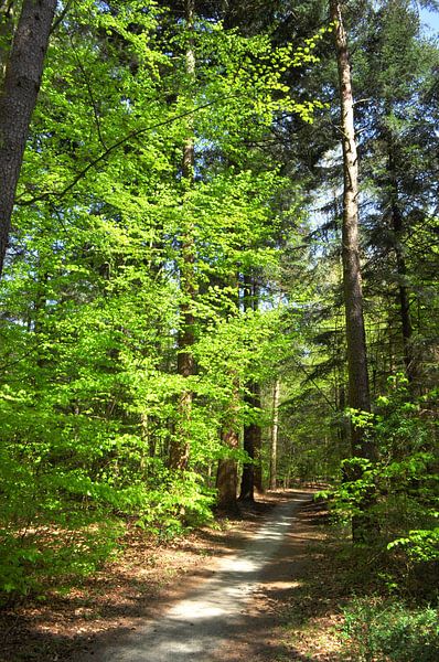Sunlight on beech trees in the forest by Corinne Welp