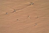 Star Comets in the Sand