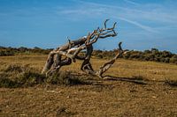 Drehungen und Wendungen der Natur