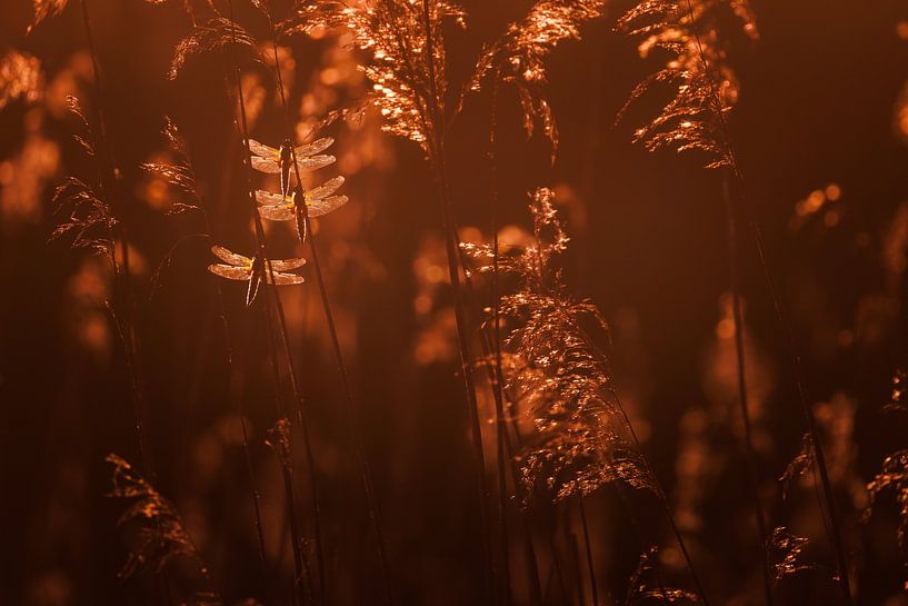 fairy tale by Pim Leijen