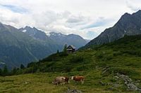 Auf einer Alm im Ötztal in Österreich