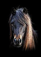 Poney hirsute à la crinière épaisse