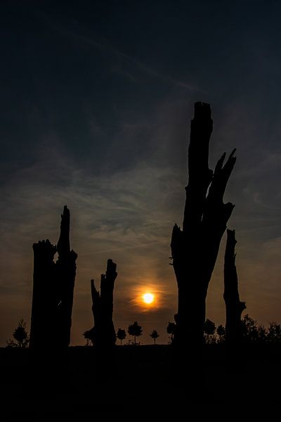Dead Trees at Night by Clive Lynes