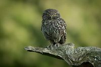 Steinkauz auf einem schönen Baumstumpf, schaut direkt ins Objektiv