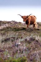 Schottischer Hochlandbewohner