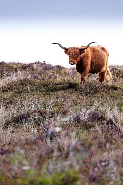 Schottischer Hochlandbewohner von Kevin van den Hoven