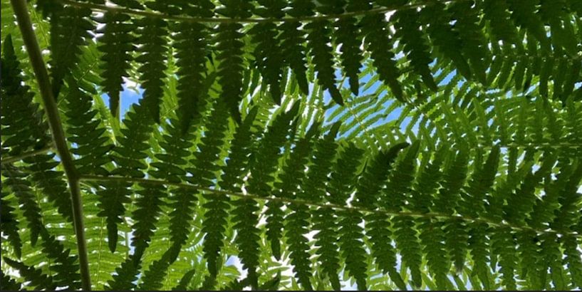 Grüner Schatten von Laurence Calmus
