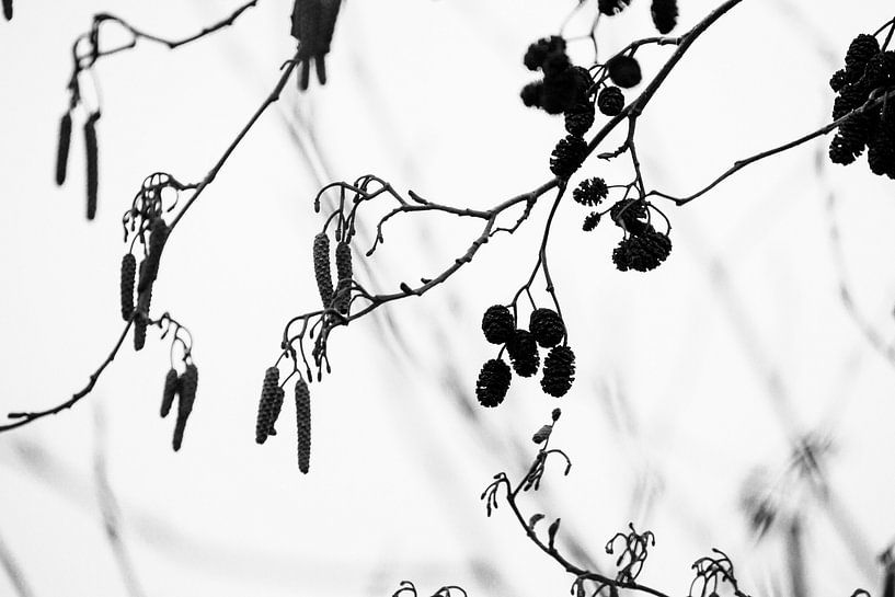 Le cercle de vie par Ankie Kooi