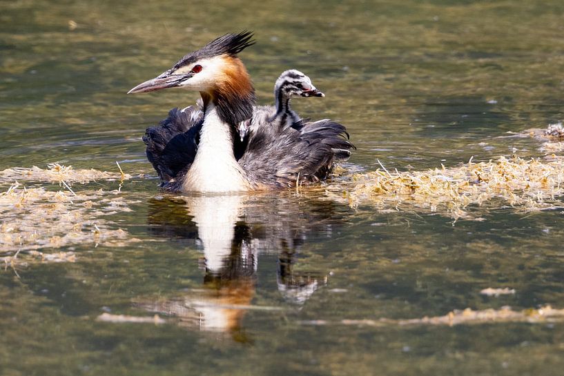 Great Crested Grebe at the Isar Reservoir by Andreas Müller