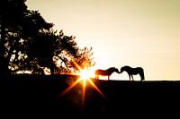 Im Schatten des Baumes: Pferde bei Sonnenaufgang