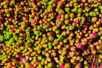 Pink And Green Suculents