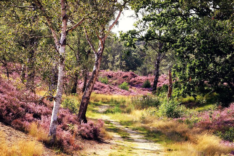 violette Schönheit! lila Heidekraut in Blüte! von Els Fonteine