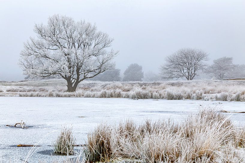Hoarfrost trees in wintry landscape von Peter Bolman