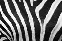 Black and white stripes