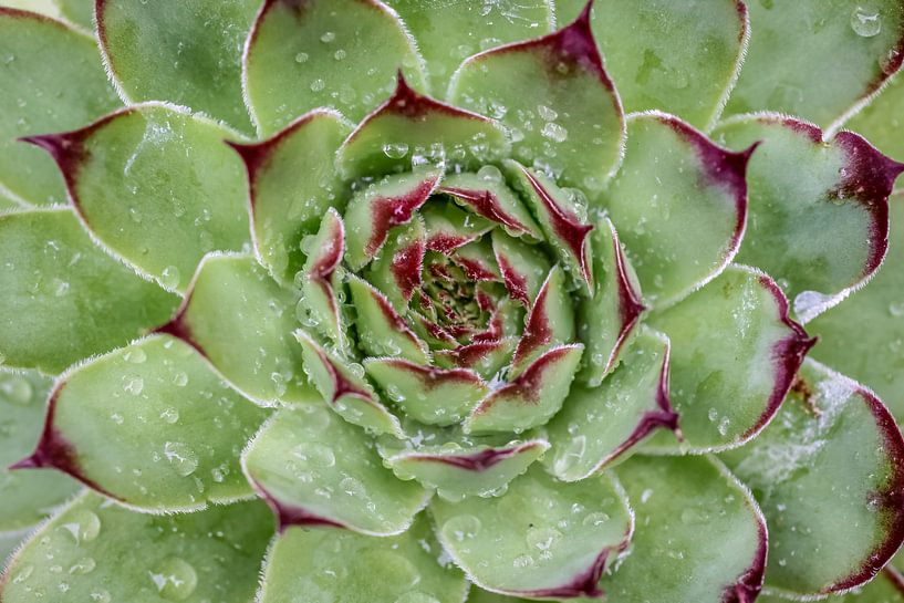 Succulent with rain tropics by Christian Müringer