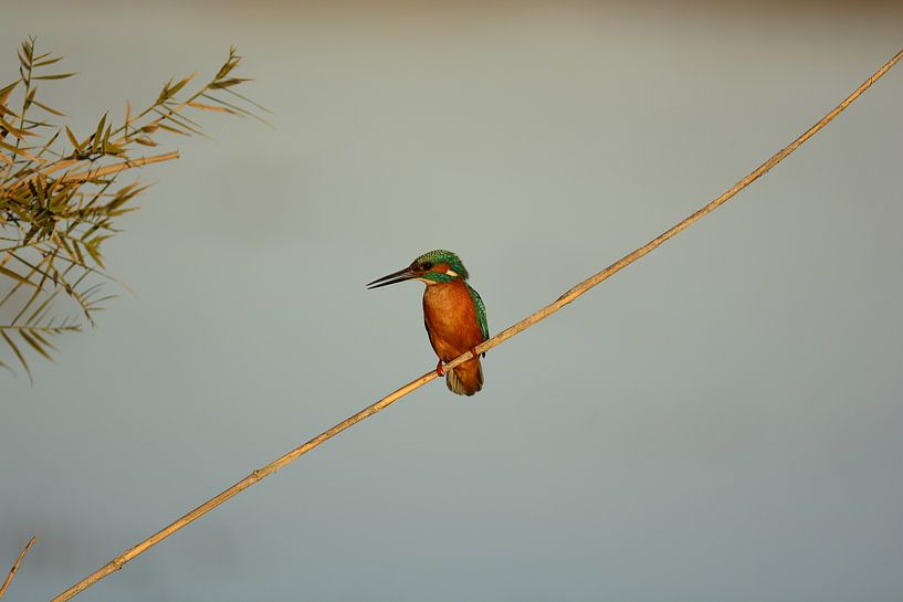 martin-pêcheur par Mertens Peter