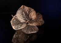 Once upon a time there was a hydrangea