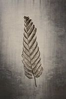 Common hornbeam - Carpinus betulus