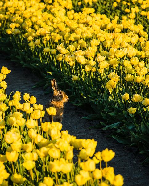 Paashaas tussen de tulpen par peterheinspictures